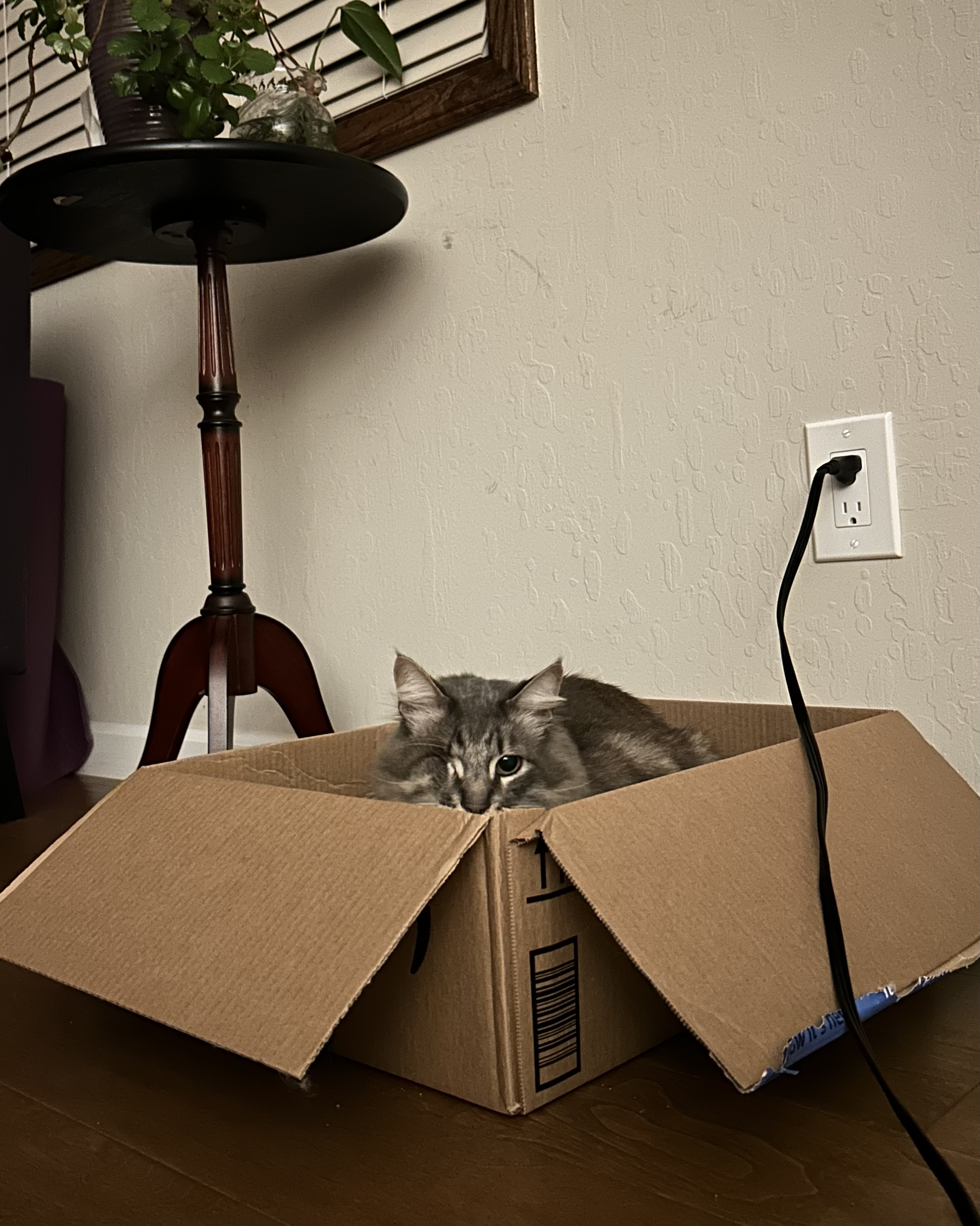 Photo of Stinkie crouching in a cardboard box.
