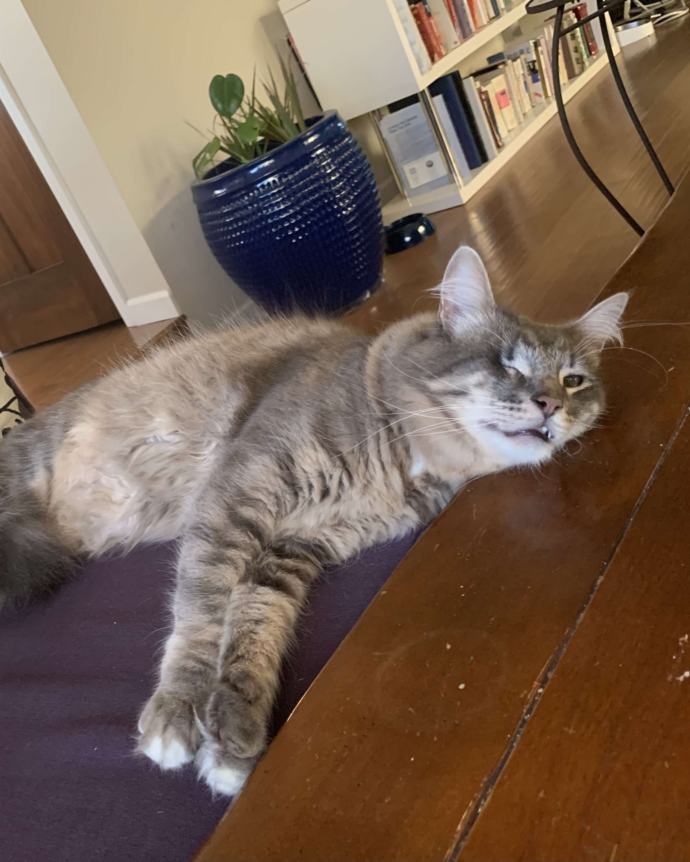 Photo of Stinkie lounging across the chair and coffee table.